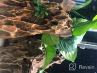 img 1 attached to Add Vibrance To Your Aquarium With Greenpro Anubias Barteri Live Plants review by Robert Dickinson