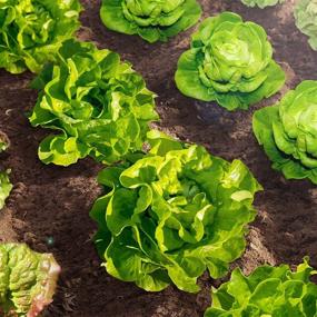 img 1 attached to 10 Varieties Of Heirloom Lettuce Seeds - 85%+ Germination Rate, Non-GMO & USA Source For Planting Survival Garden