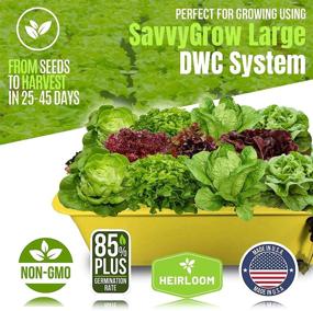 img 2 attached to 10 Varieties Of Heirloom Lettuce Seeds - 85%+ Germination Rate, Non-GMO & USA Source For Planting Survival Garden