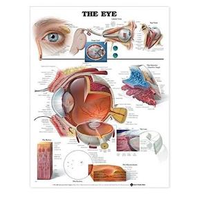 img 1 attached to 📚 Comprehensive Anatomical Chart by Author Company: A User-friendly Paperback Resource