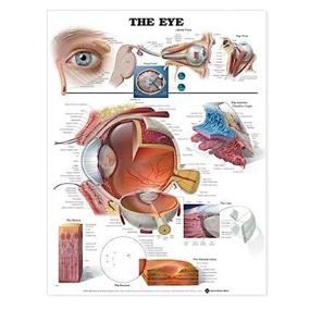 img 2 attached to 📚 Comprehensive Anatomical Chart by Author Company: A User-friendly Paperback Resource