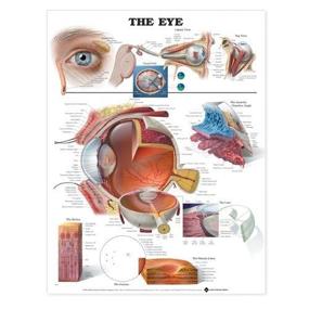 img 4 attached to 📚 Comprehensive Anatomical Chart by Author Company: A User-friendly Paperback Resource