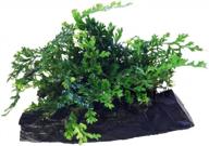 аквариумное растение для пресноводных рыб - bolbitis difformis baby leaf fern on driftwood от greenpro логотип