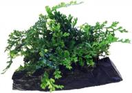 freshwater fish tank aquarium plant - bolbitis difformis baby leaf fern on driftwood by greenpro logo