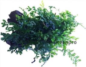 img 3 attached to Аквариумное растение для пресноводных рыб - Bolbitis Difformis Baby Leaf Fern On Driftwood от Greenpro