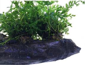 img 2 attached to Freshwater Fish Tank Aquarium Plant - Bolbitis Difformis Baby Leaf Fern On Driftwood By Greenpro