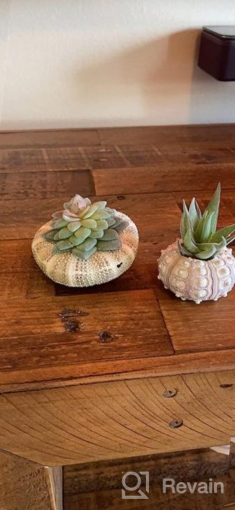 img 1 attached to 12 Pcs Unpotted Faux Succulent Plants - Small Plastic Assortment For Craft, Party Decor & Garden Outdoor review by Shane Loredo