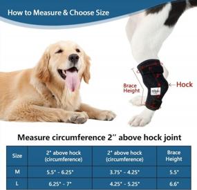 img 1 attached to Система поддержки задних конечностей Hilph для собак: многоразовые бандажи для ног собак с терапией горячим/холодным гелем для травм задних конечностей, артрита и послеоперационного восстановления