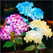 3 pack solar garden lights 2022 version – outdoor colorful hydrangea flower decoration, two lighting modes & enlarged solar panel - tonulax logo