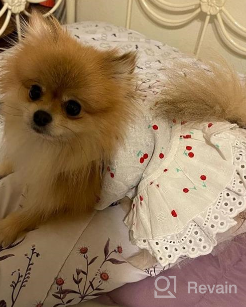 img 1 attached to 2-Pack Dog Dress Lightweight Puppy Skirt Tutu With Bow Hair Rope Gift Pet Clothes Girl For Mother'S Day Cat Apparel CuteBone 2TBF03M review by Brian Lee