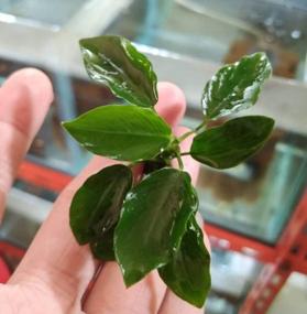img 1 attached to 100% Snail Free Anubias Nana Long Wavy Leaf: Live Aquarium Plant By Greenpro