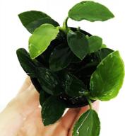 на 100 % не содержит улиток anubias nana long wavy leaf: живое аквариумное растение от greenpro логотип