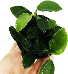 img 4 attached to 100% Snail Free Anubias Nana Long Wavy Leaf: Live Aquarium Plant By Greenpro