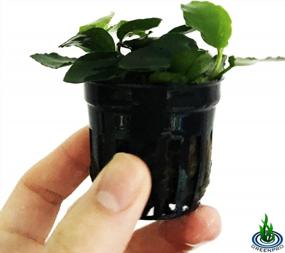 img 3 attached to 100% Snail Free Anubias Nana Long Wavy Leaf: Live Aquarium Plant By Greenpro