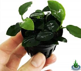 img 2 attached to 100% Snail Free Anubias Nana Long Wavy Leaf: Live Aquarium Plant By Greenpro