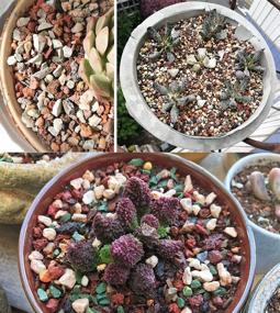 img 2 attached to Pebbles Decorative Horticultural Aquariums Succulents