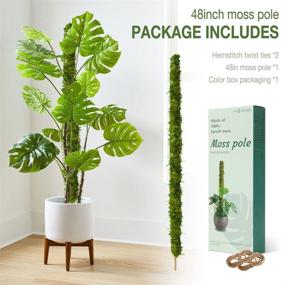 img 1 attached to 48 Inch HOXHA Bendable Moss Pole: Perfect Plant Stakes For Indoor Climbing Plants!