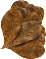 🍃 jor mini catappa indian almond leaves: enhance natural river habitat, alleviate stress, adored by bettas and tropical fish logo