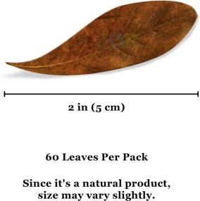 img 1 attached to 🍃 JOR Mini Catappa Indian Almond Leaves: Enhance Natural River Habitat, Alleviate Stress, Adored by Bettas and Tropical Fish