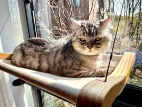 img 2 attached to 🐱 Umsicht Pine Wood Cat Window Perch – Secure Cat Window Hammock for Large Cats & Kittens – Sunbathing, Napping & Overlooking – Strong Suction Cups (43+ lbs), Unique Design