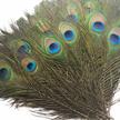 bulk natural peacock feathers for diy crafts, weddings, and decorations - 50 pieces, 10-12 inches logo