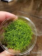 img 1 attached to Live Freshwater Aquarium Plants: Dwarf Baby Tears, Hemianthus Callitrichoides, Java Moss In Vitro TC Cup By Greenpro review by Ari Tanner