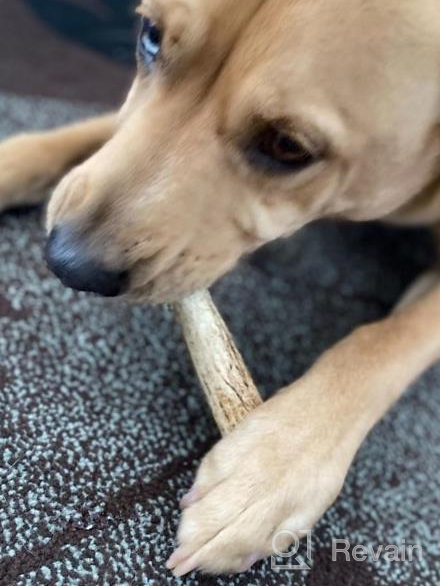 img 1 attached to Ultimate Chew Time: K9Warehouse Large Elk Antlers For Aggressive Dogs With Long-Lasting Odorless Whole Antler Chews review by Kevin Parker