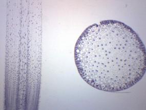 img 4 attached to 25Pk Ascaris &amp; Onion Mitosis, подготовленные предметные стекла для микроскопа - 75 X 25 мм - упаковка для классной комнаты, 25 предметных стекол в футляре для хранения - митоз растений и животных, вводная микроскопия - Eisco Labs