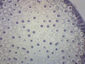 img 2 attached to 25Pk Ascaris &amp; Onion Mitosis, подготовленные предметные стекла для микроскопа - 75 X 25 мм - упаковка для классной комнаты, 25 предметных стекол в футляре для хранения - митоз растений и животных, вводная микроскопия - Eisco Labs