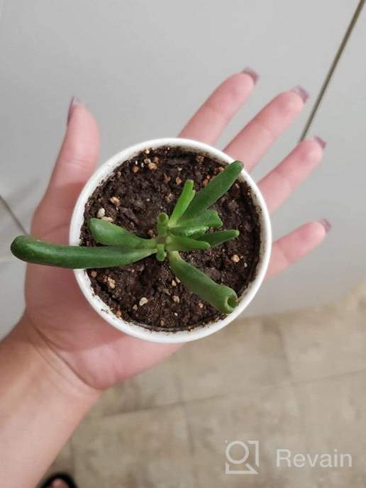 img 1 attached to 🌱 ZOUTOG Mini White Ceramic Succulent Pots with Bamboo Tray - Pack of 6, 3.15 inch Flower Planter Pot - Plants Not Included review by John Camelio