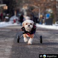 🐶 средняя собачья инвалидная коляска 40-60 фунтов - коляска для собак best friend mobility логотип