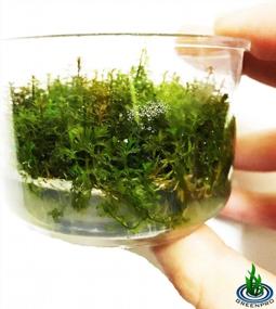 img 1 attached to Live Aquarium Plants - GreenPro Red Myriophyllum Mattogrossense Tissue Culture For A Freshwater Background