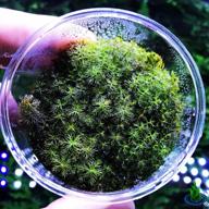 живые аквариумные растения - greenpro red myriophyllum mattogrossense tissue culture для пресноводного фона логотип