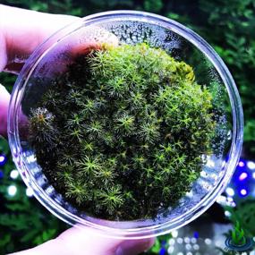 img 3 attached to Живые аквариумные растения - GreenPro Red Myriophyllum Mattogrossense Tissue Culture для пресноводного фона