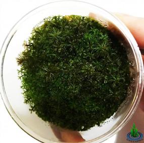 img 2 attached to Live Aquarium Plants - GreenPro Red Myriophyllum Mattogrossense Tissue Culture For A Freshwater Background