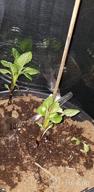 картинка 1 прикреплена к отзыву Organic Myco Bliss - Mycorrhizal Fungal Inoculant For Plants - 5 Superior Strains - Enhances Nutrient Absorption & Crop Yields - 5Lb Powder от Chris Vargas
