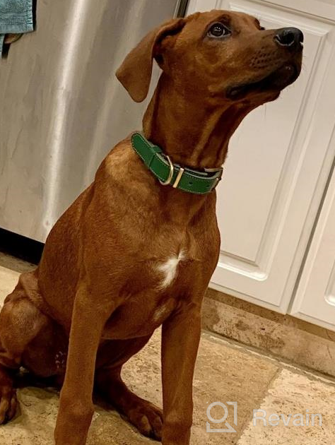 img 1 attached to Didog Genuine Leather Dog Collars With Engraved Nameplate, Personalized Soft Leather Dog Collar With Custom ID Tag, Brown/Green/Red For Medium Large Dogs (S, Brown Set) review by Ryan Thrasher