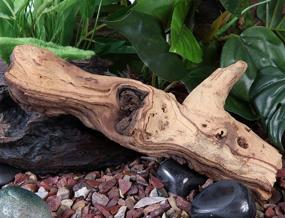 img 1 attached to 🪵 Fluval Mopani Driftwood Aquarium Decoration - Small Size (11817A1)