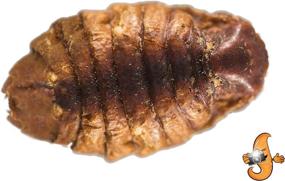 img 2 attached to 🐛 High-Quality 2lb Chubby Dried Silkworm Pupae for Koi, Fish, Reptiles, Terrapin - Nutrient-Rich Feed