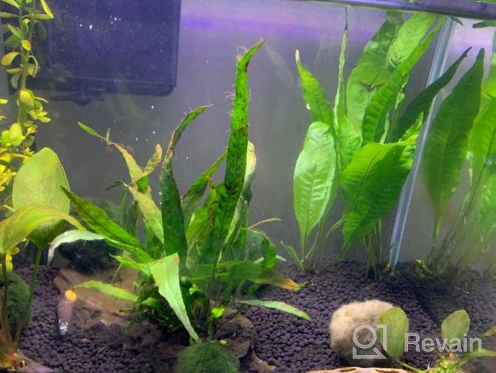 img 1 attached to Hardy Leaf Black Forest Asian Java Fern Potted Live Water Aquatic Aquarium Plants For Freshwater Fish Tank By Greenpro Microsorum Pteropus review by Mike Swanson